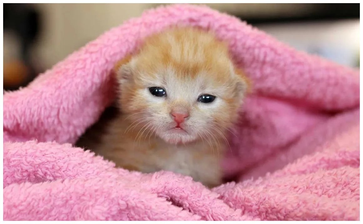 A new kitten nursery | Operation Kindness