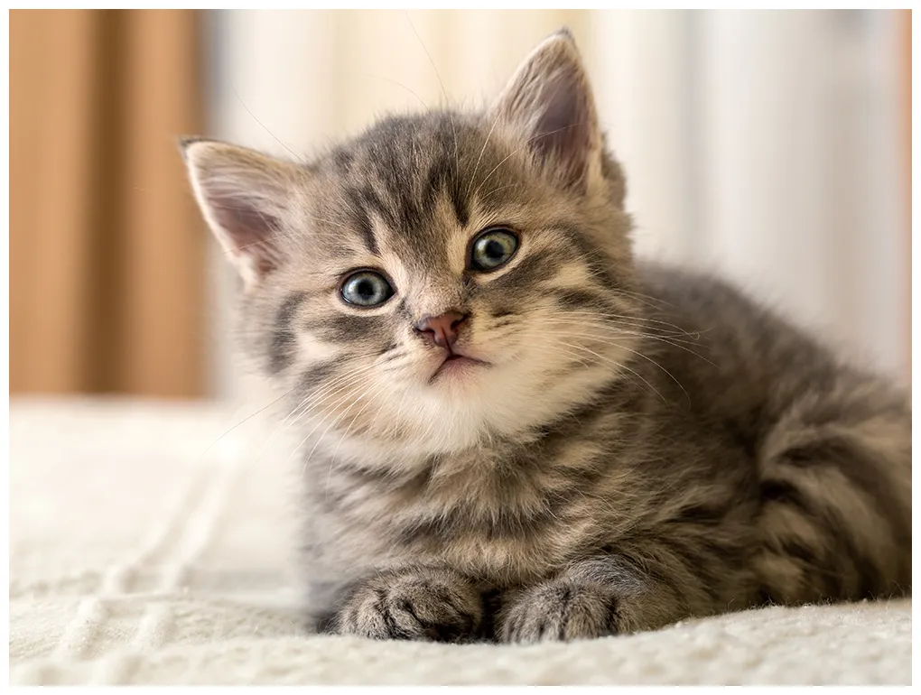 July 10 is National Kitten Day! Here Are 7 Steps to Keep Your New Cat