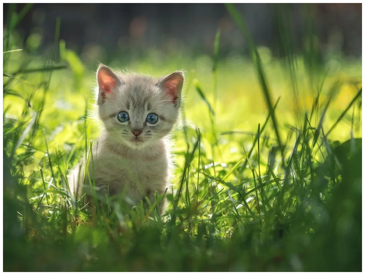 7 Tips for Caring for a Kitten Part 2 | Spot Pet Insurance Canada