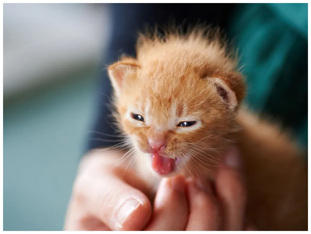 Newborn Kitten Care Guide: Questions and Answers | UK Pets