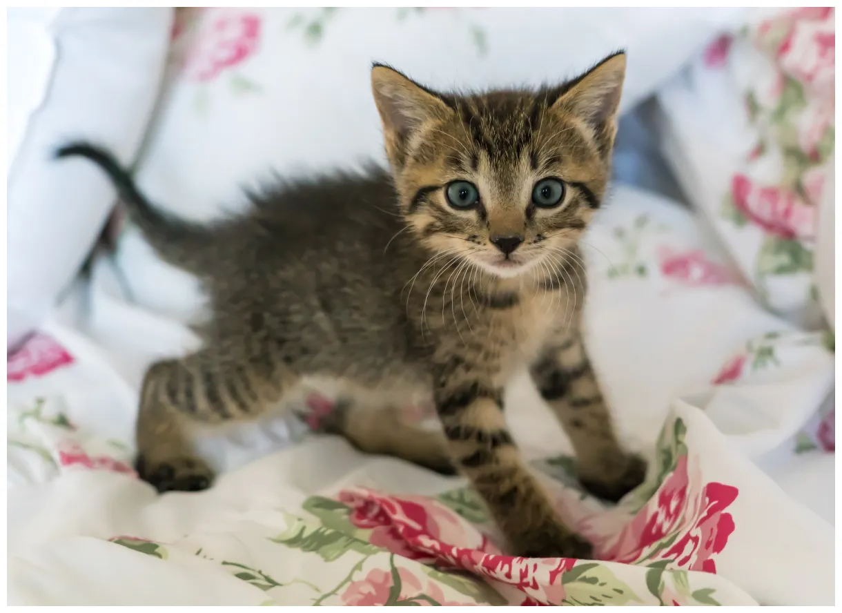 How to care for an eight week old kitten - Vet Help Direct