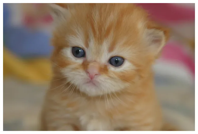 New Cat Owner Guide: 9 Steps for Taking Care of Your Kitten - Vetstreet