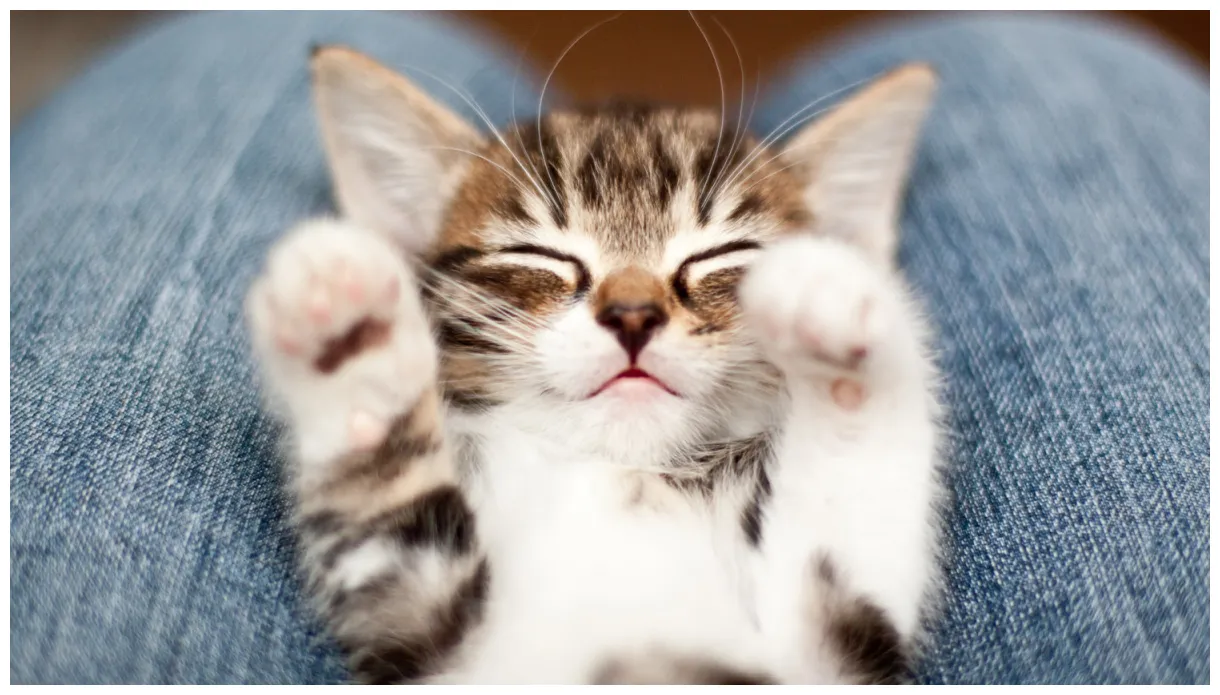 The New-Kitten Checklist: A Step-by-Step Guide | Martha Stewart