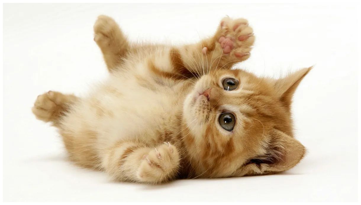 How to take care of a kitten | HireRush Blog