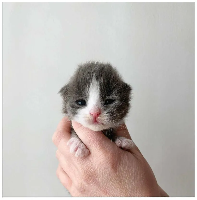 1 month old kitten care new arrivals
