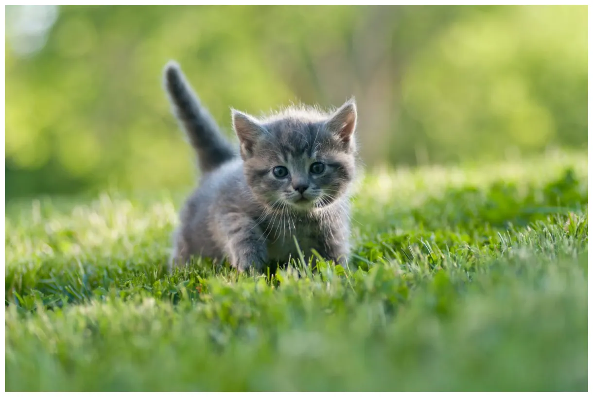 You and Your Newly Adopted Kitten - Sunrise Boulevard Animal Hospital