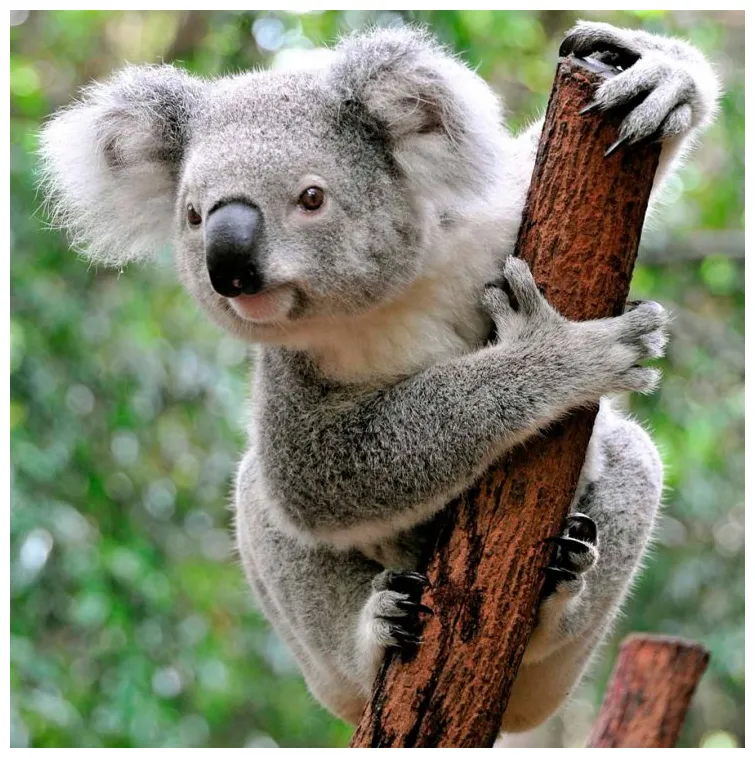 Коала: описание животного, где живут и сколько, чем питается