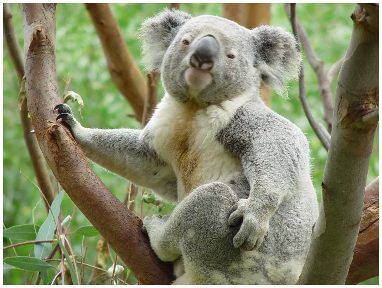 Koala Bear Wallpaper (64+ images)