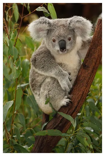 100+ Koala Pictures | Download Free Images on Unsplash