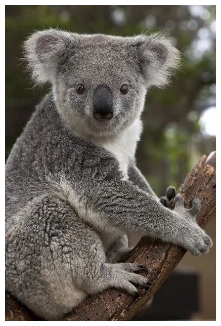 Koala at San Diego Zoo