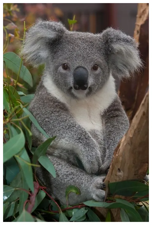 Die 132 besten Bilder von Koala | Tiere, Süße tiere und Koala bären