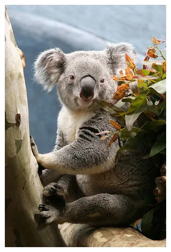 Koala — Wikimini, l’encyclopédie pour enfants