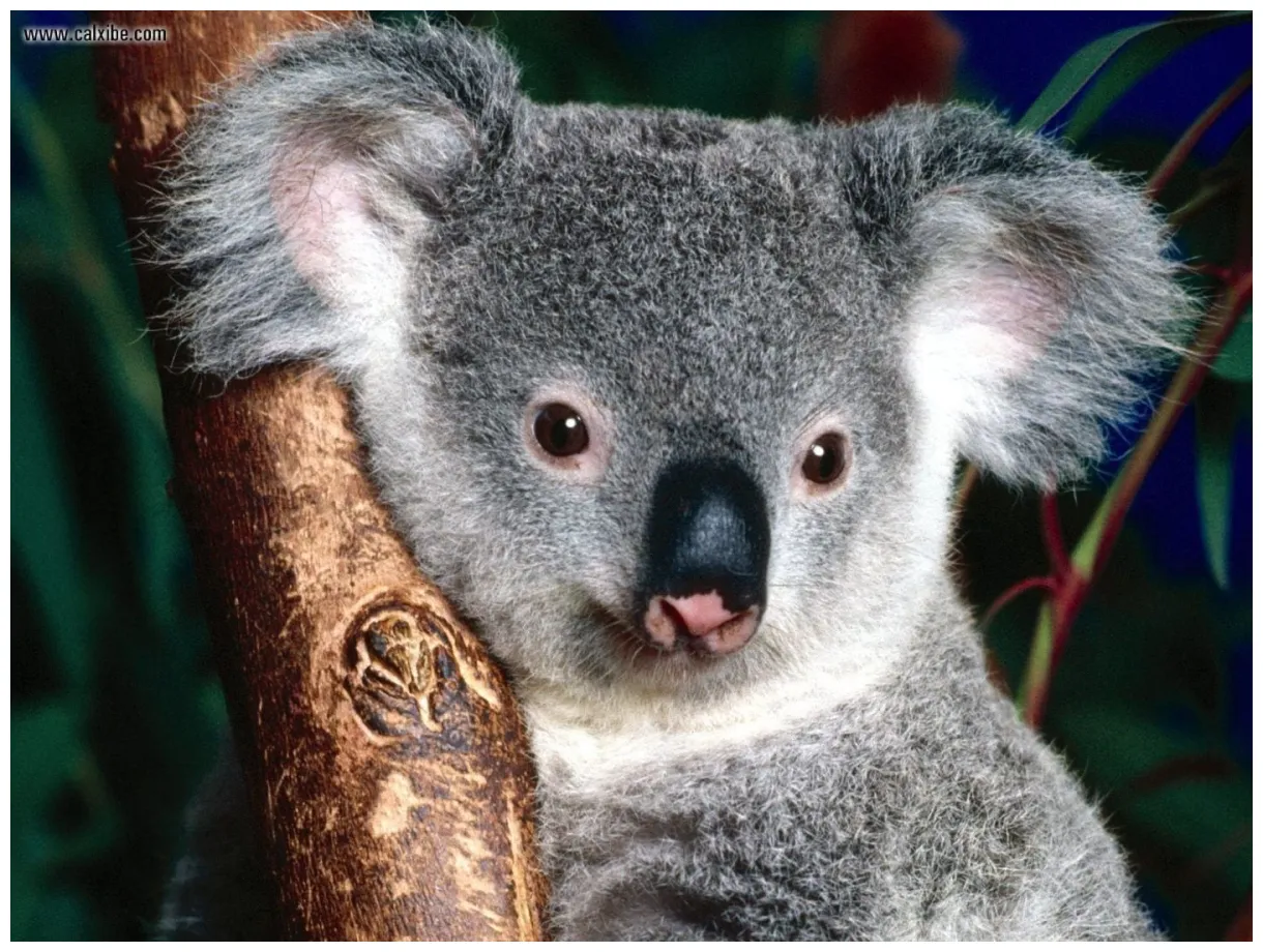 🔥 [50+] Cute Koala Wallpapers | WallpaperSafari
