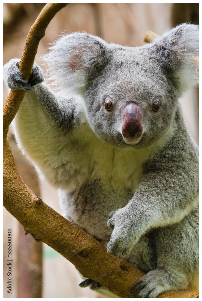 Koala (Phascolarctos cinereus) Stock Photo | Adobe Stock