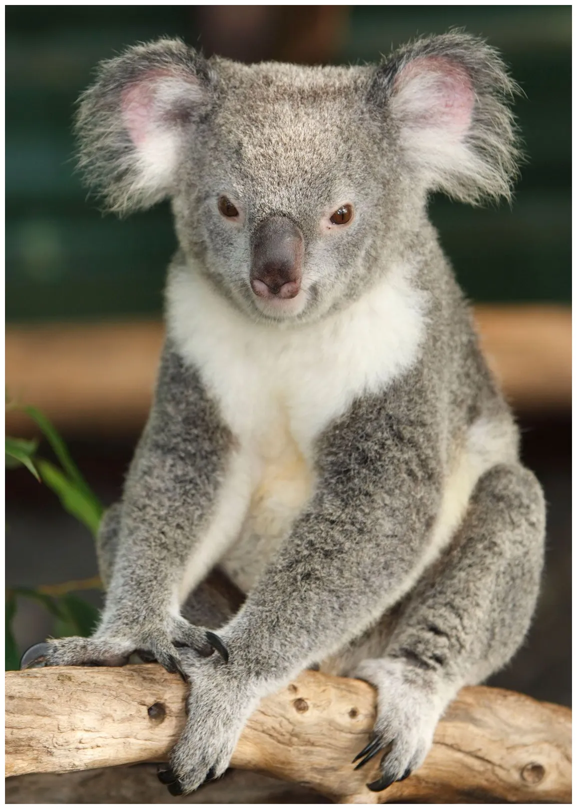Koala | Appearance, Diet, Habitat, & Facts | Britannica