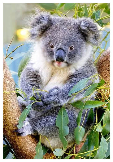 Коала - 里 пъзел - store.bg