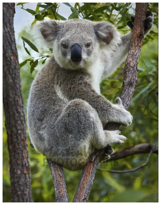 Buy Koala Image Online - Print & Canvas Photos - Martin Willis Photographs