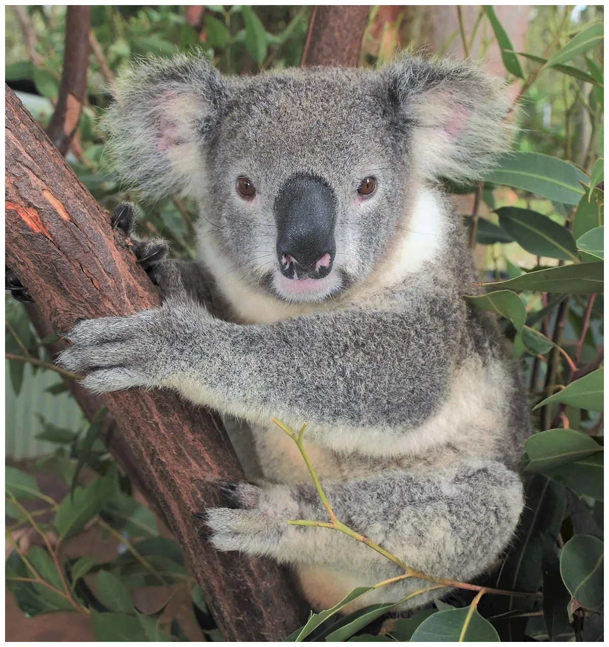 Adopt Cooper - Australian Koala Foundation