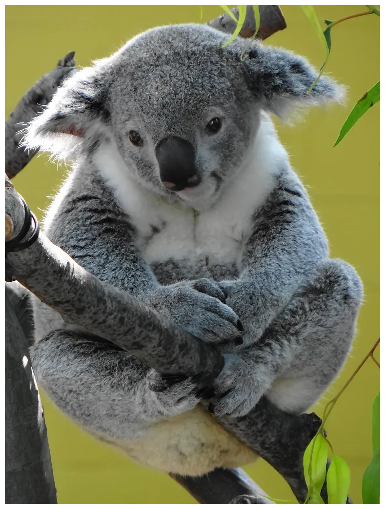"Gee, I'm Just a Cute Koala" | Nyoonbi the Koala in the outd… | Flickr