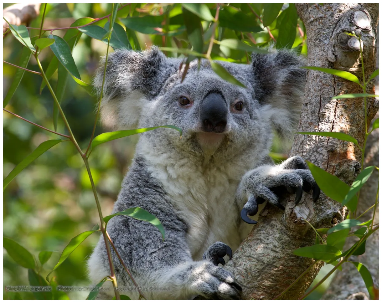 Koala Bear Desktop Wallpaper