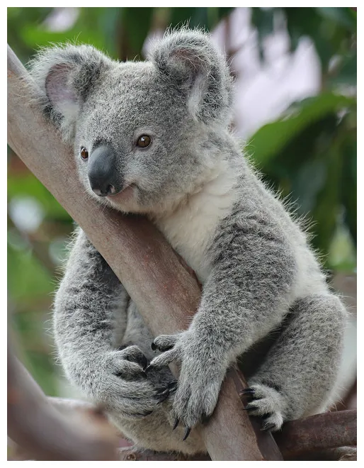 koala