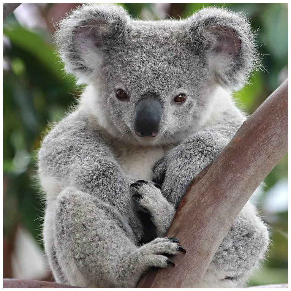 Australian animals: the koala | Free photos - photos777.net