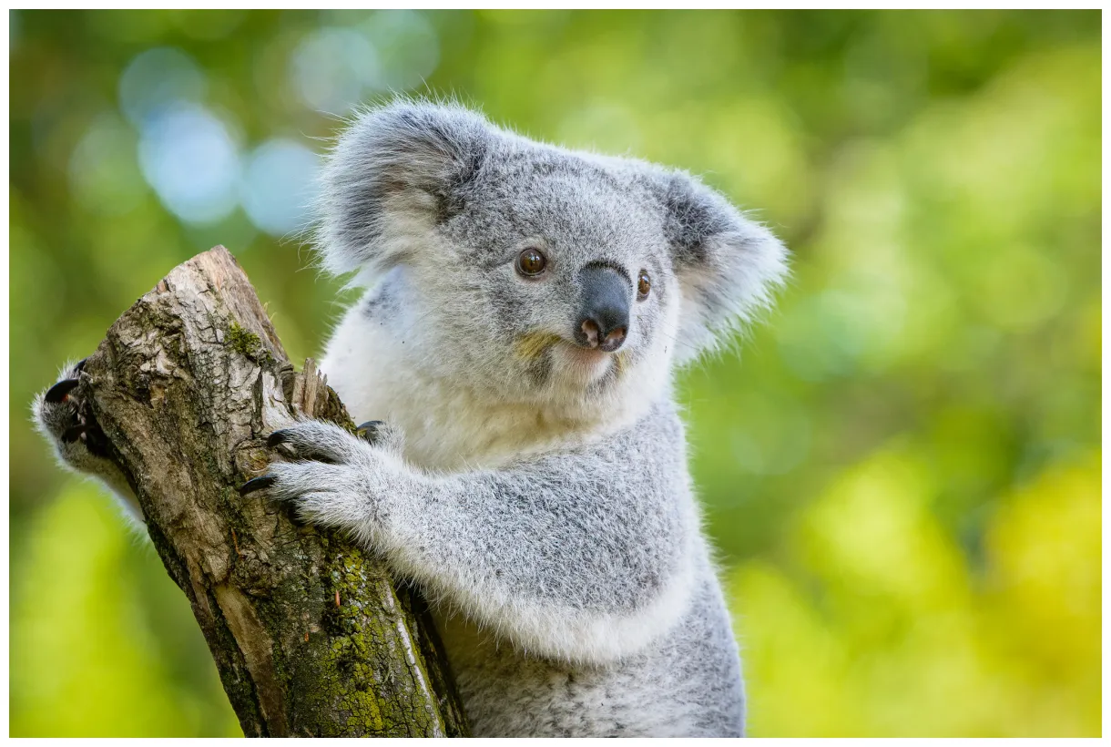 Definitive guide to koala facts, habitat, conservation status, zoo