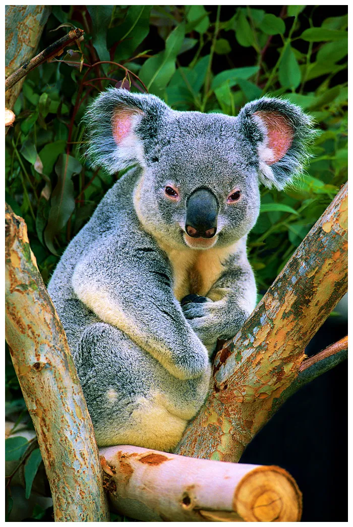 Printable factsheet koala young people's trust for the environment