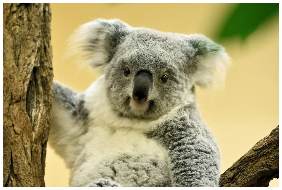 Koala tiergarten schönbrunn