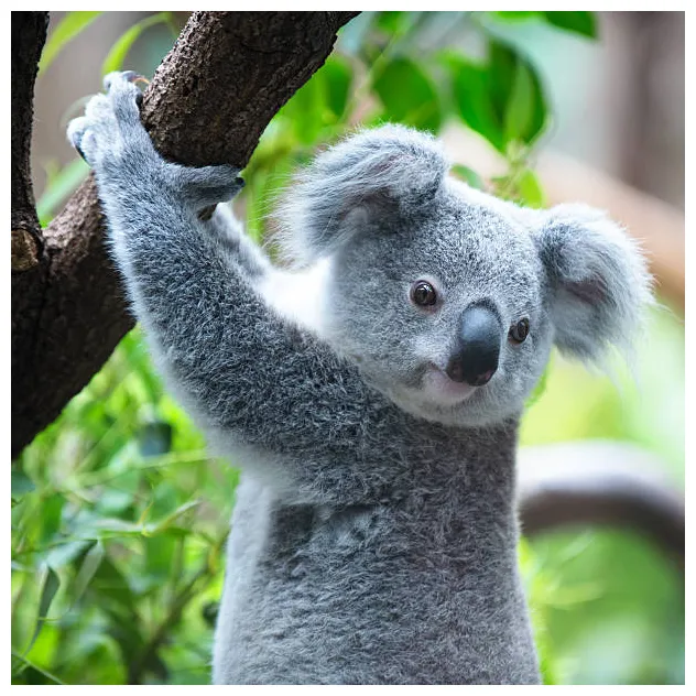 13.200+ fotos, bilder und lizenzfreie bilder zu koala bear istock printable coloring page