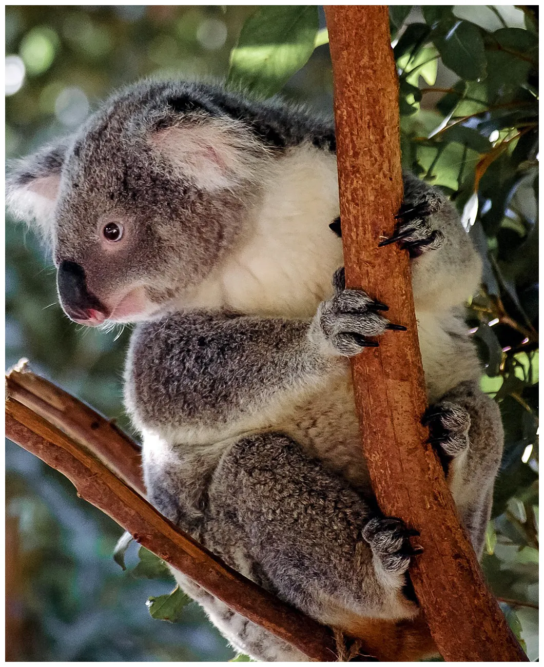 Koala-in-tree koala action gympie region