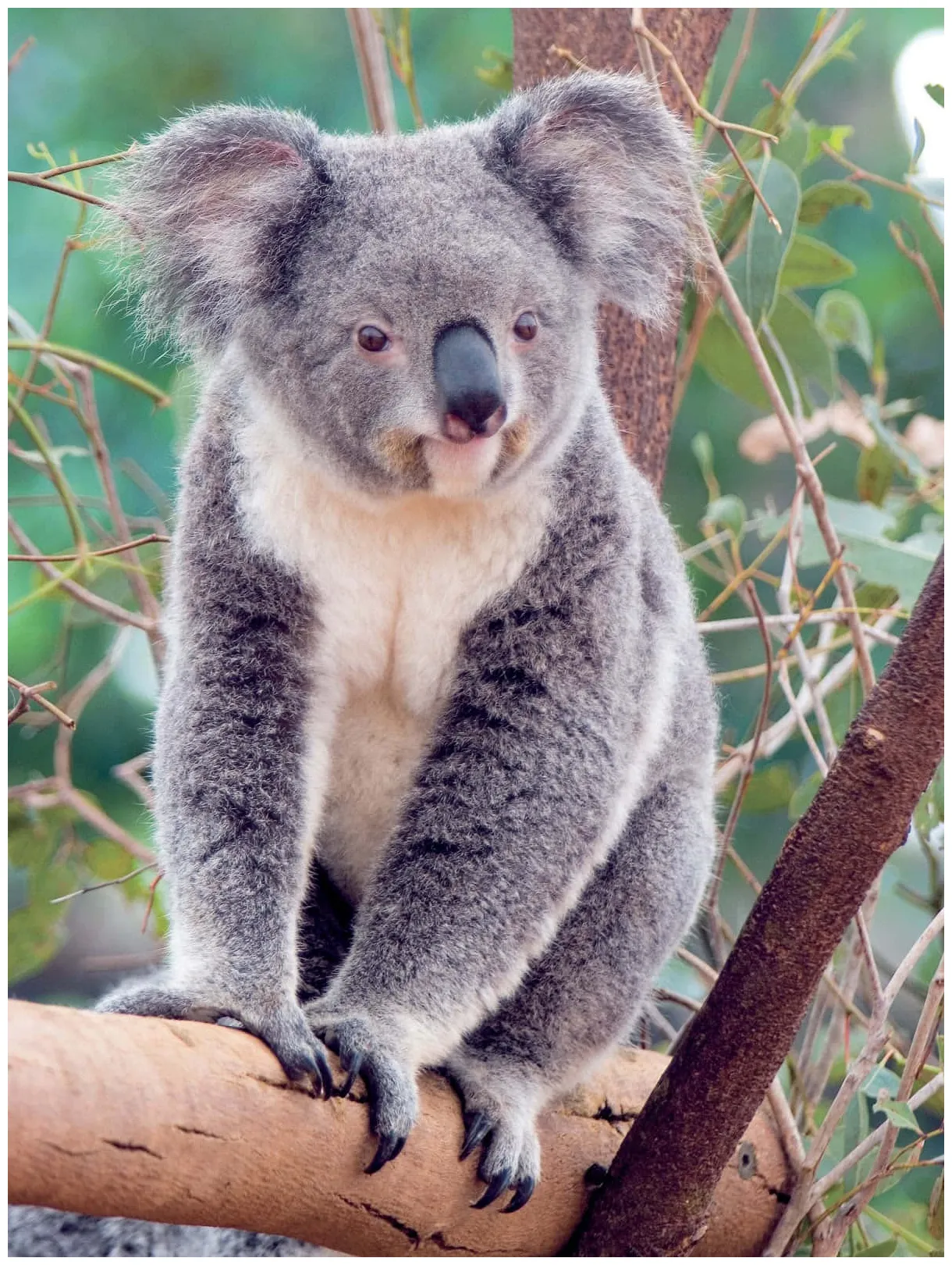 [100+] koala bear pictures s