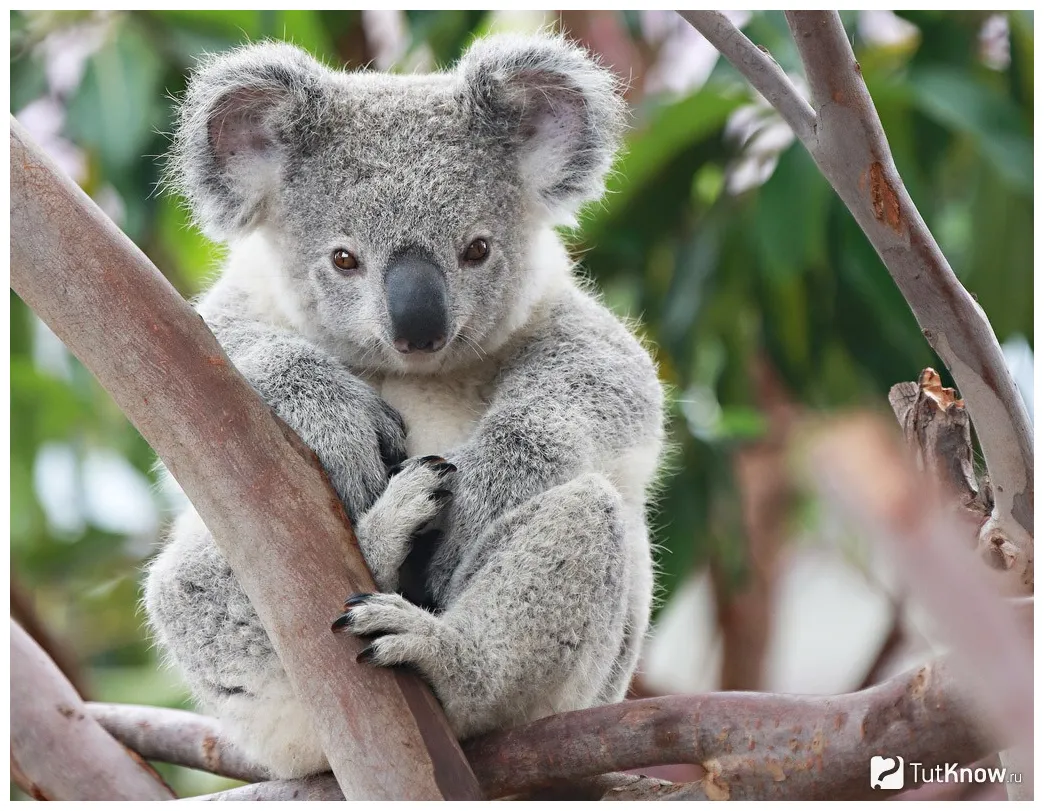 Коала сумчатый медведь описание, что едят, фотографии