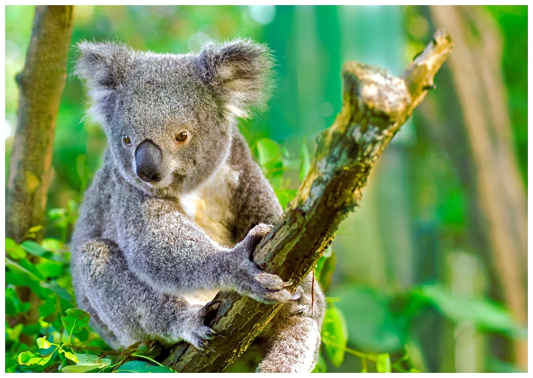 Коала лат. phascolarctos cinereus , фото коал