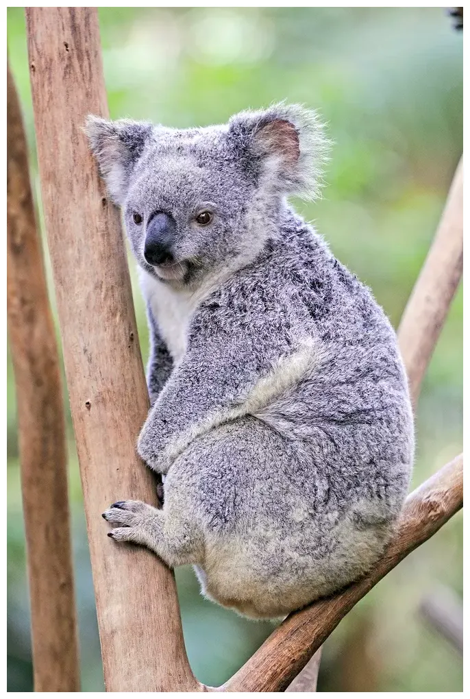Коала. Большая российская энциклопедия