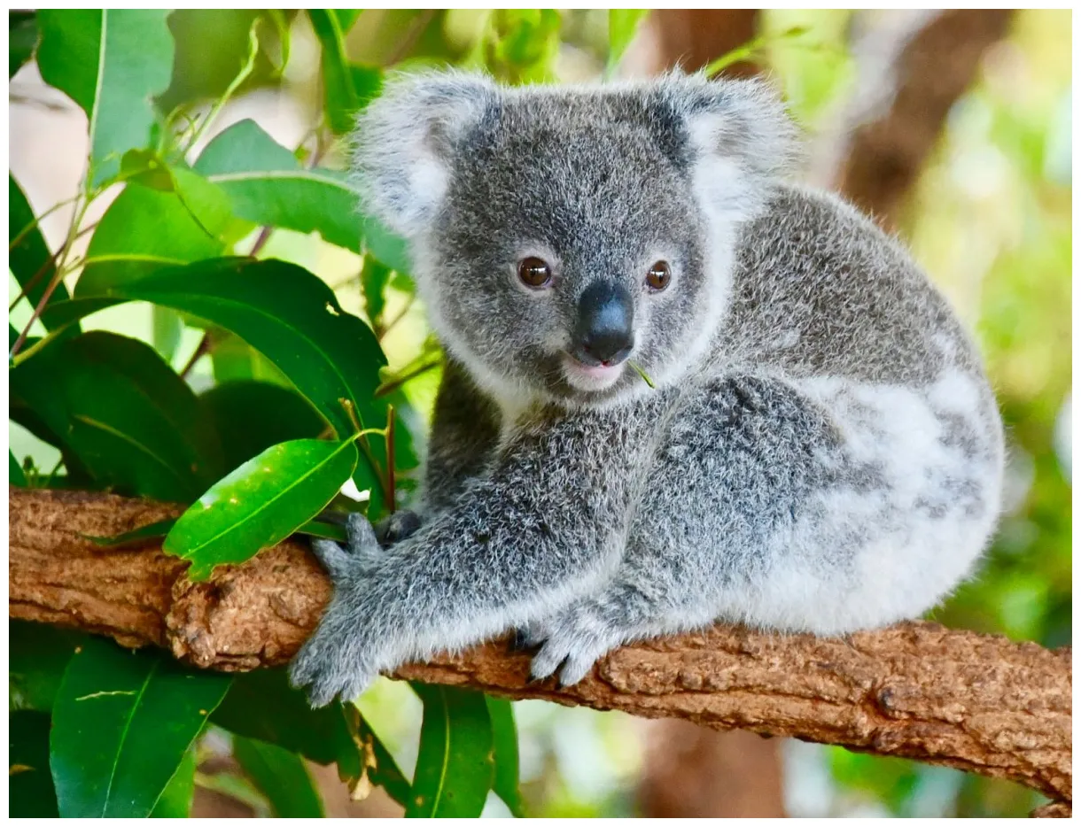 Онлайн пазл «Маленькая коала»