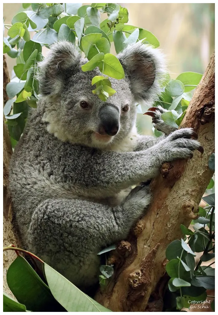 Koala foto & bild tiere, zoo, wildpark & falknerei, säugetiere bilder