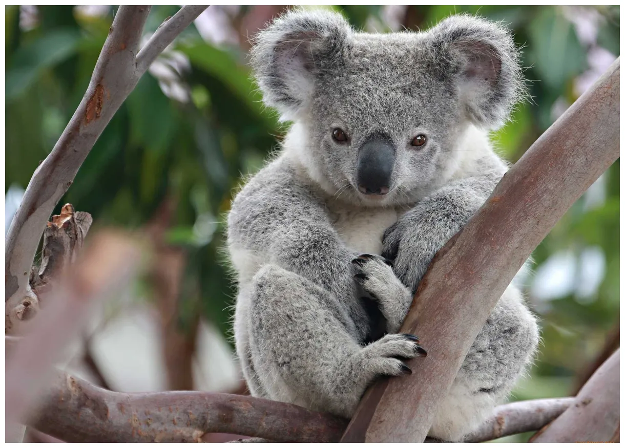 Коала описание животного. Как живут и чем занимаются коалы?