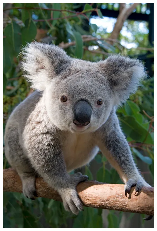27 cute and cuddly koala graphy naldz graphics
