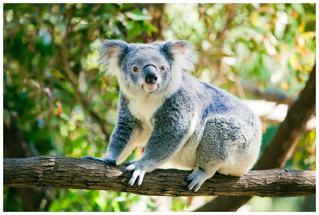 Koala animal kingdom