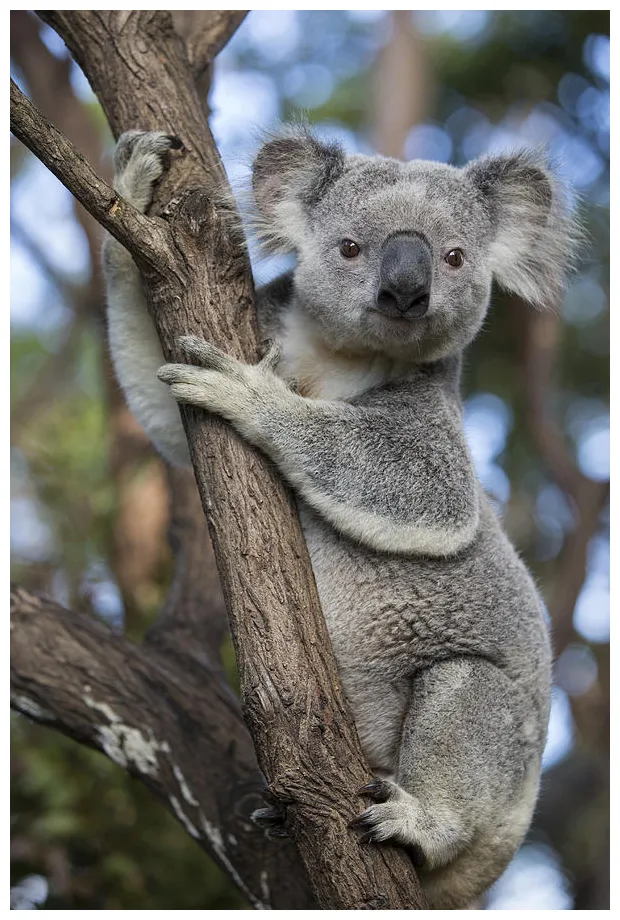Koala male australia graph by suzi eszterhas pixels