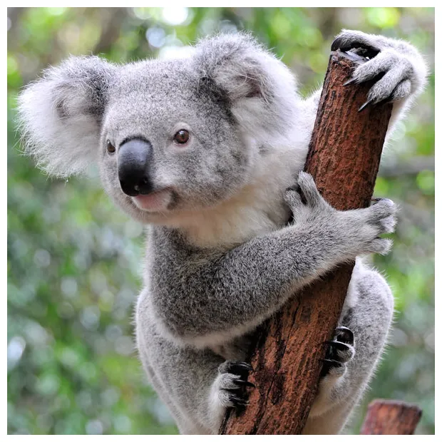 Adopt a koala wwf-canada printable coloring page