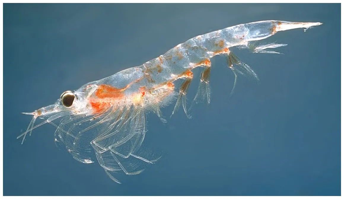 Óleo de krill saiba o que é e como tirar proveito dele Óleos para tudo