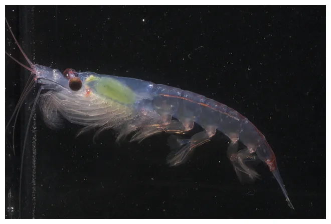 Why are so many people giving krill oil to their dogs? iheartdogs