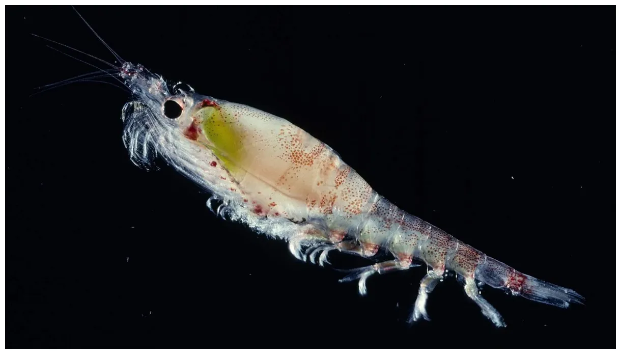 Tiny antarctic krill play big role in climate mitigation the pew