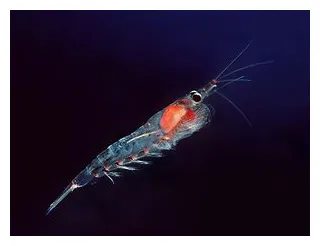 Darth vader jellyfish creationwiki, the encyclopedia of creation science