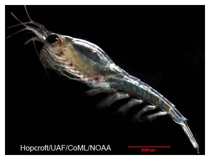 Euphausiids, arctic ocean biodiversity