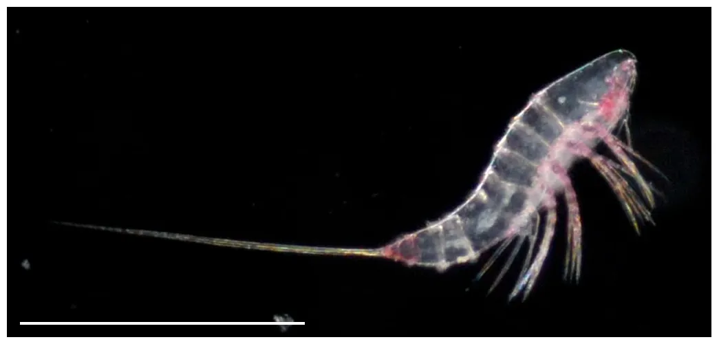 ミクロセテラ属 microsetella brady & robertson, 1873 の画像集