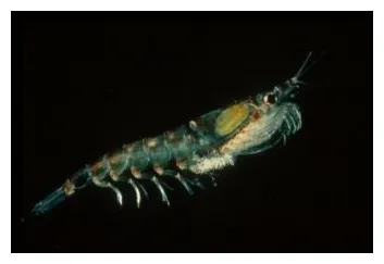 Plastic reduces how krill remove carbon into deep ocean british