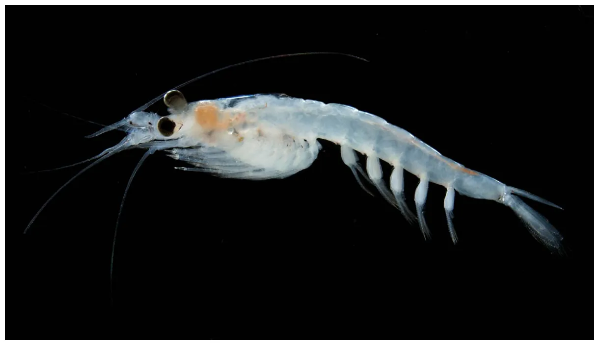 アミ（mysida）の画像集
